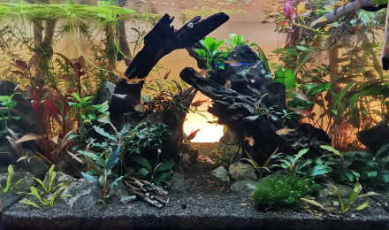 aquarium Scapers tank 55L