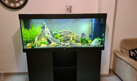 aquarium Aquarium Discus 450L