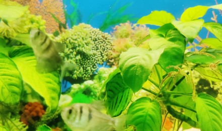 aquarium Dedette