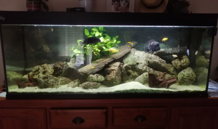 aquarium Cichlidés
