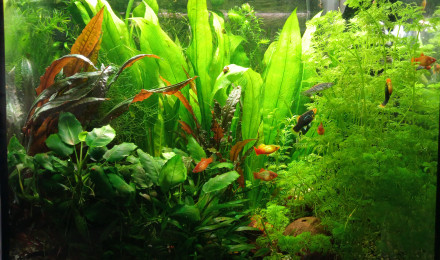 aquarium Premier bac