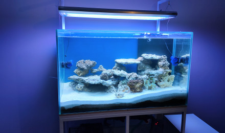 aquarium bac eau de mer