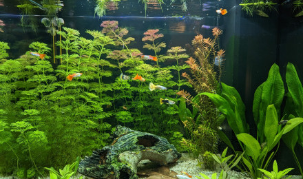 aquarium Juwel Lido 120