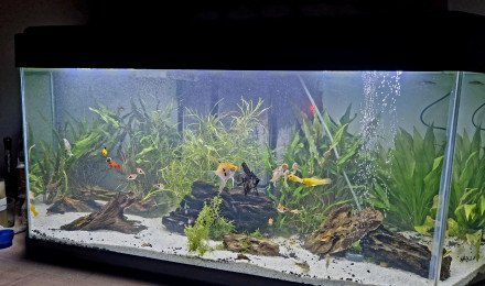 aquarium Monde du silence 2