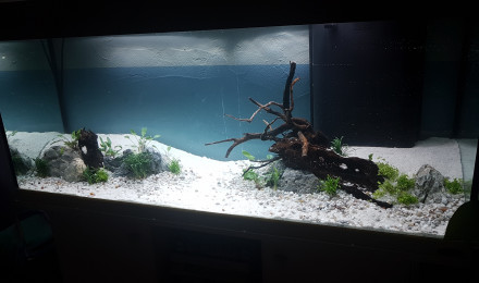 aquarium Bac communautaire