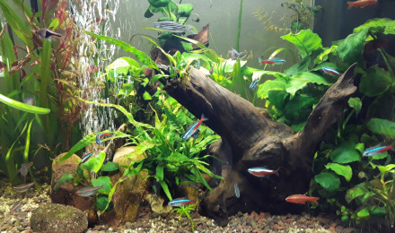 aquarium Biotope Amérique du Sud