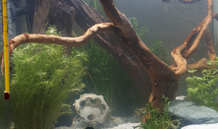 aquarium Nano60
