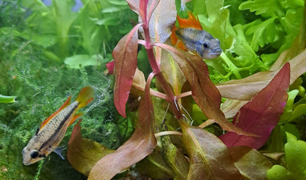 aquarium apistogramma cacatuoides