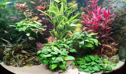 aquarium Trigon