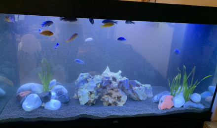aquarium 350 L cichlidés Malawi