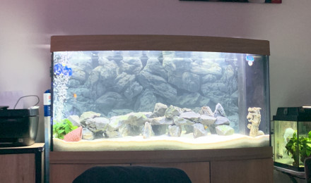 aquarium 260 L cichlidés Malawi alevins