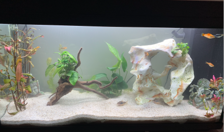 aquarium 100L bac communautaire