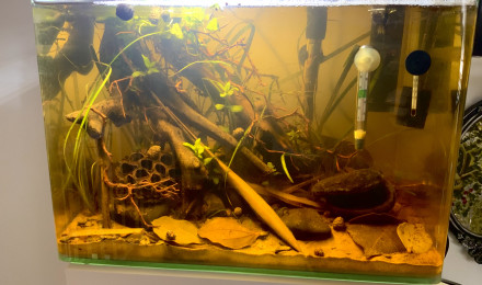 aquarium Eau noir Biotope asiatique