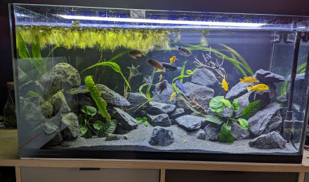 aquarium Bac communautaire cichlidé