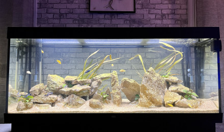aquarium Rio 450 Malawi
