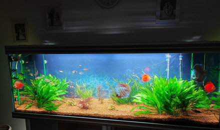 aquarium Mon plaisir