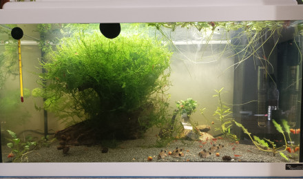 aquarium 2ème bac