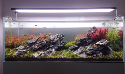 aquarium Brazilian highland