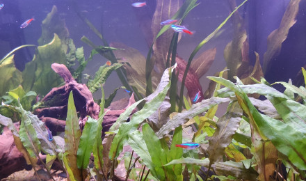 aquarium Ava