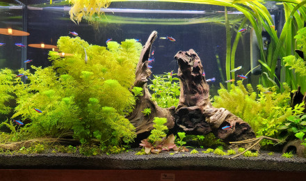 aquarium Communautaire