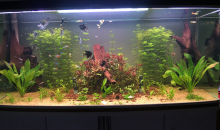 aquarium Amaz600