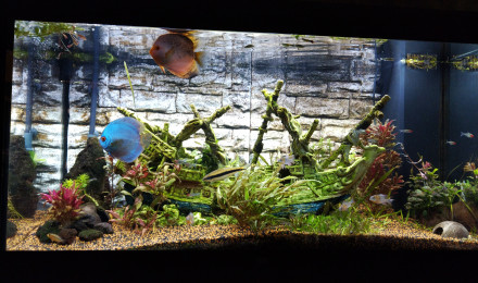 aquarium 300 litres