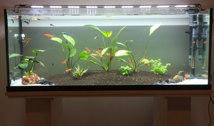 aquarium Bac secondaire