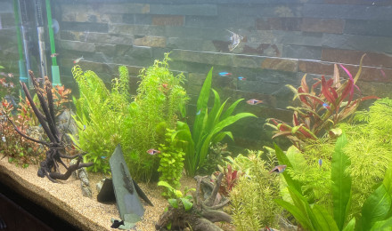 aquarium Aquarium 200L