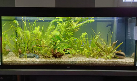 aquarium Juwel amazonia
