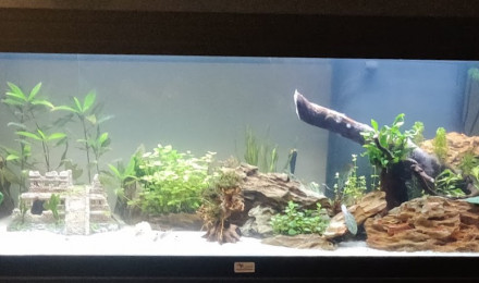 aquarium Mikanessa