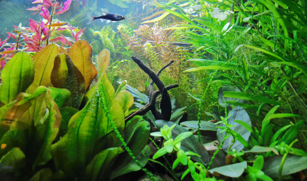 aquarium BacFisch