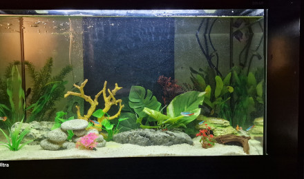 aquarium AQUA