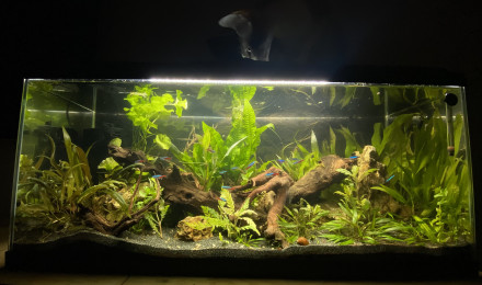 aquarium Aquarium