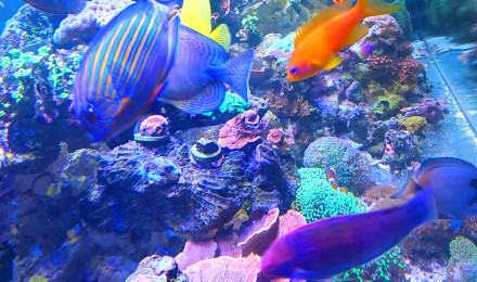 aquarium Aqua recifal