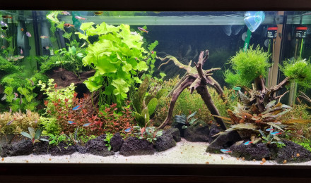 aquarium Eheim proxima 250