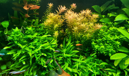 aquarium JUWEL 350L