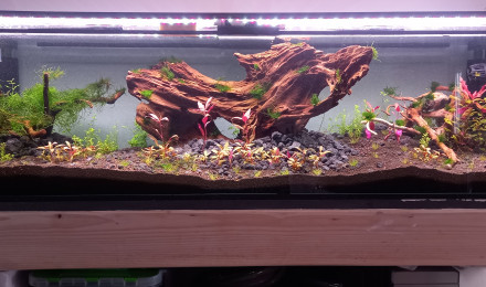 aquarium BlackRedAqua