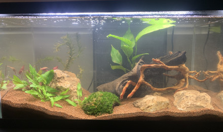 aquarium Bac rami