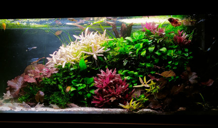 aquarium COMMUNAUTAIRE