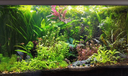 aquarium Aquarium aquatlantis 150 litres