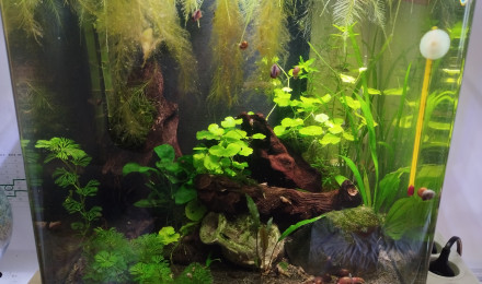 aquarium Nano aquarium de 60 litres