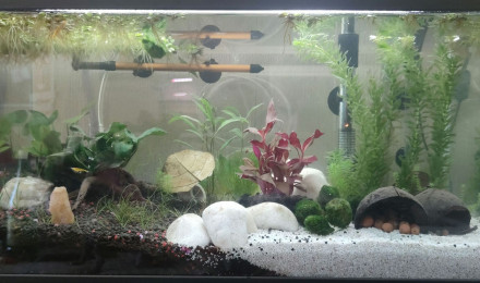 aquarium Bac Guppys - Nano 58 L