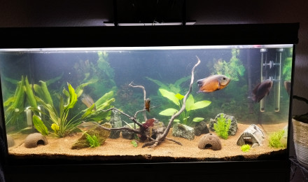 aquarium Poisson grand format