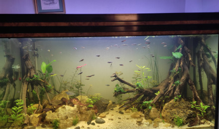 aquarium Aqua 300L communautaire