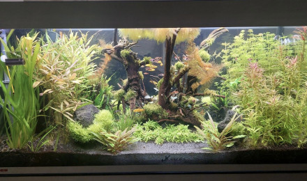 aquarium Eheim Incpiria 430