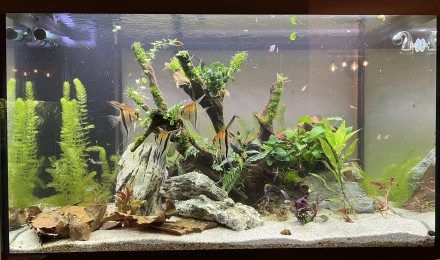 aquarium Scalaire world