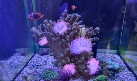 aquarium Nano Aquarium Récifal