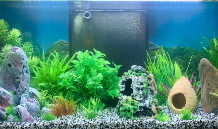 aquarium mon aquarium