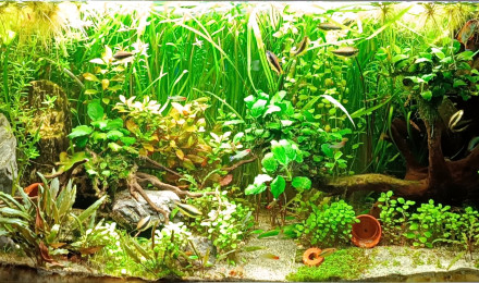 aquarium Columbia