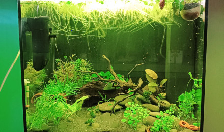 aquarium Black River